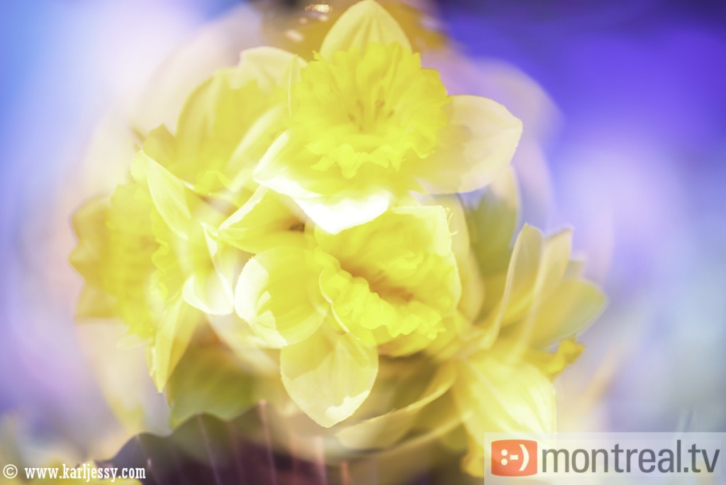 Bal de la Jonquille performance (11)