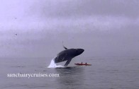 Baleine tombe sur deux kayakistes