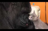 KoKo le gorille aime les chatons