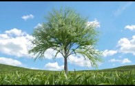 Votre arbre, notre terre au Centre Eaton à Montréal