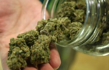 Ô Cannabis: un livre éclairant sur la légalisation du pot au Canada
