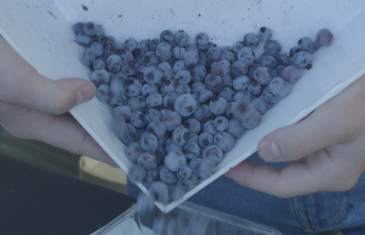 Vidéo | Les bleuets sauvages du Québec sont excellents pour la santé