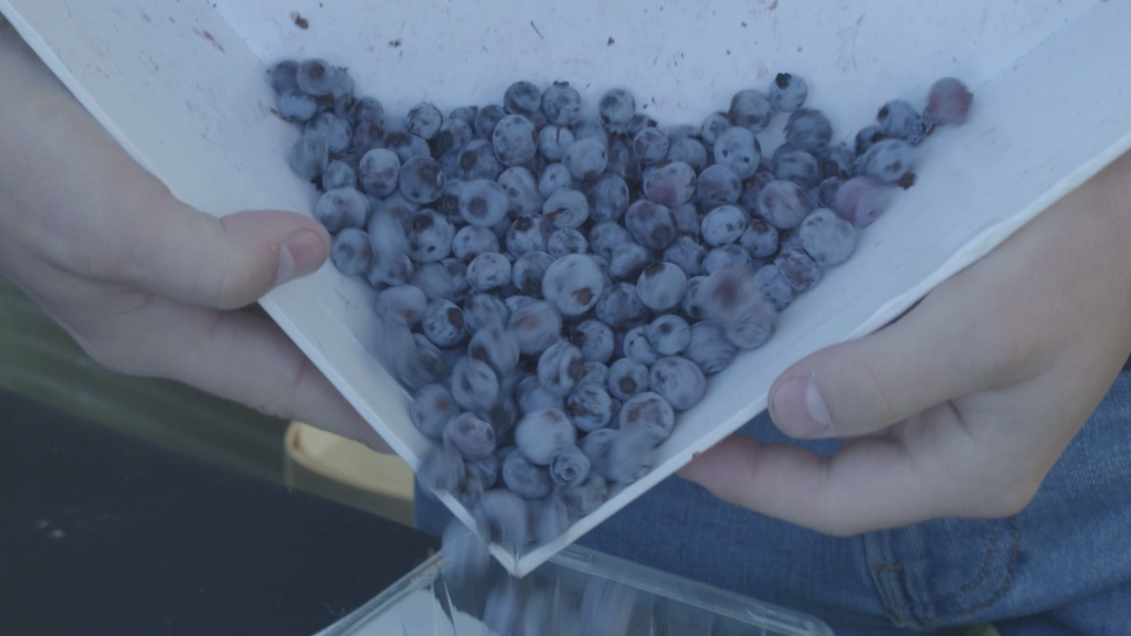 Vidéo | Les bleuets sauvages du Québec sont excellents pour la santé