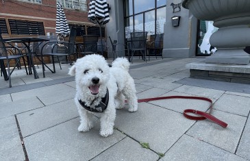 Ruby Café, la destination gourmande pour maîtres et chiens à Montréal