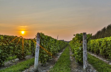 Un magnifique vignoble à vendre à moins d’une heure de Montréal pour 2.5M$