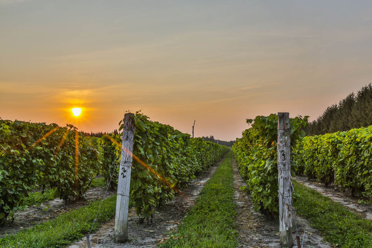 Un magnifique vignoble à vendre à moins d’une heure de Montréal pour 2.5M$